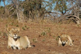 Chobe lions, Botswana safari  by andytime