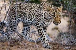 Kruger safari leopard  by Geoff Byron