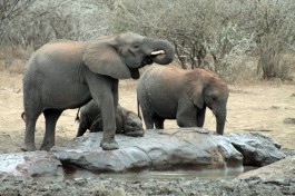 Kruger elephants  by flowcomm