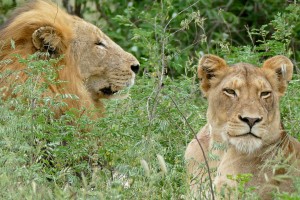 Kruger lions by Bernard Dupont