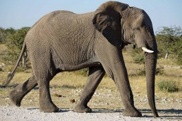Etosha elephant  by Heribert Bechen