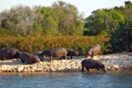 Chobe hippos 