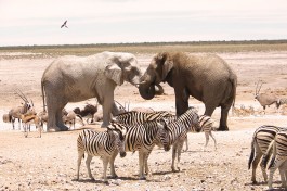 Etosha wildlife 