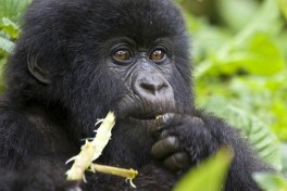 Young mountain gorilla  by Hjalmar Gislason