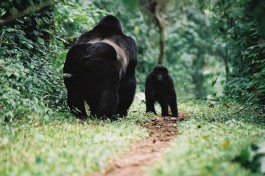 Uganda gorillas  by Cristoffer Crusell