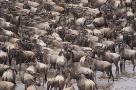 Masai Mara wildebeest  by Julian Mason 