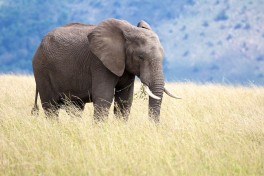 Masai Mara elephant  by Stuart Richards