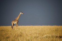 Masai Mara giraffe  by Christopher Michel