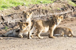 Masai Mara lion cubs  by Christopher Michel