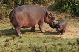 Queen Elizabeth hippos  by snarglebarf