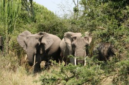 Queen Elizabeth elephants  by snarglebarf