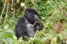 Mountain gorillas  by Joachim Huber