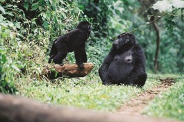 Gorilla Mom &amp;amp;amp; Baby  by Cristoffer Crusell