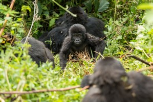 Gorillas by Justin Raycraft