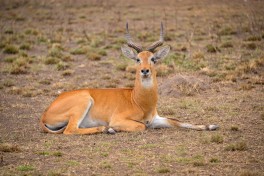 Ugandan kob  by Rod Waddington