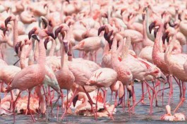 Nakuru 