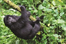 Gorilla baby 