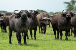 Queen Elizabeth buffalos  by Justin Raycraft