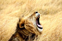 Lion yawning 