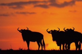 Wildebeest sunset 
