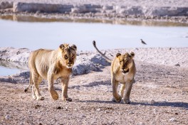 1.etosha lions 