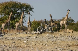 Etosha wildlife 