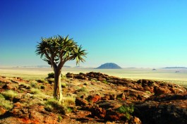 Namib flora 
