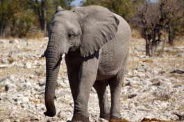 Etosha Park elephant  by Heribert Bechen