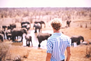 Elephants