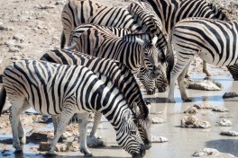 Etosha 