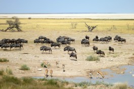 Wilderbeest impala salt pan 