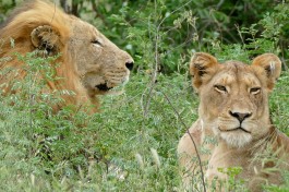 Big 5 Kruger Safari lions  by Bernard Dupont