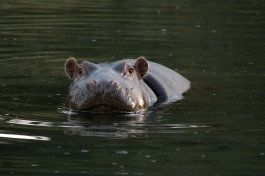 Kruger Safari, Blyde River hippo 