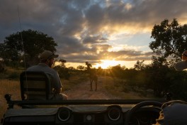 Kruger Safari game drive 