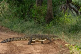 Budget Kruger Safari Tour croc 