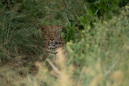 Big 5 Kruger Safari leopard 