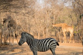 Kruger safari wildlife, South Africa 