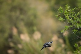 Kruger Park birdlife 