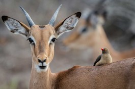 Budget Kruger Safari antelopes 