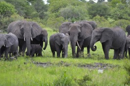 Kruger Safari - elephants  by Vaughan Leiberum