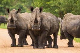 Big 5 Kruger Safari rhinos  by Michael Jansen