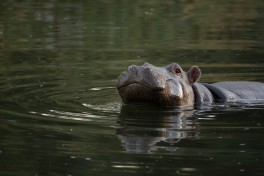 Blyde River hippo, Kruger Safari 
