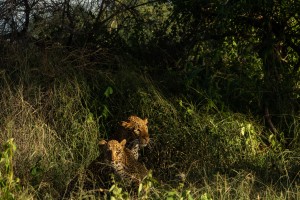 Kruger Safari - leopard