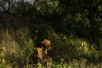 Kruger Safari - leopard 