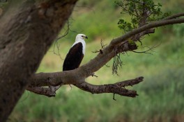Kruger Safari birdlife, South Africa 
