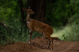Kruger Safari wildlife, South Africa 