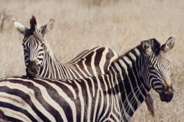Budget Kruger Safari zebras 