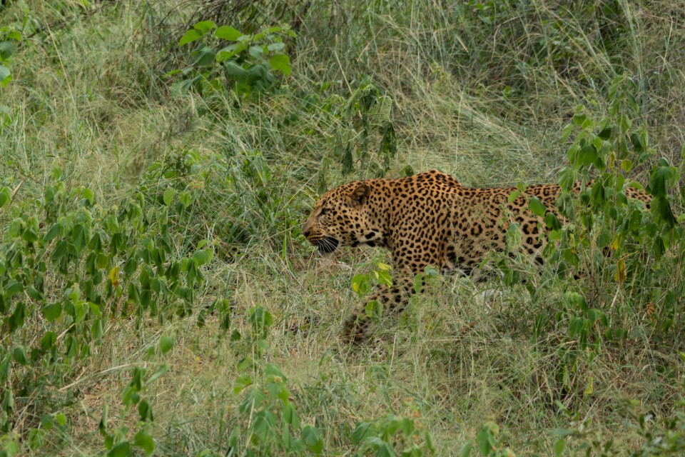 Kruger Private Game Reserve - leopard