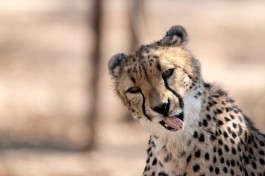 Kruger Safari - cheetah 
