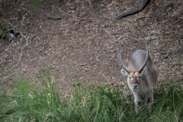 Kruger Safari - wildlife sighting 